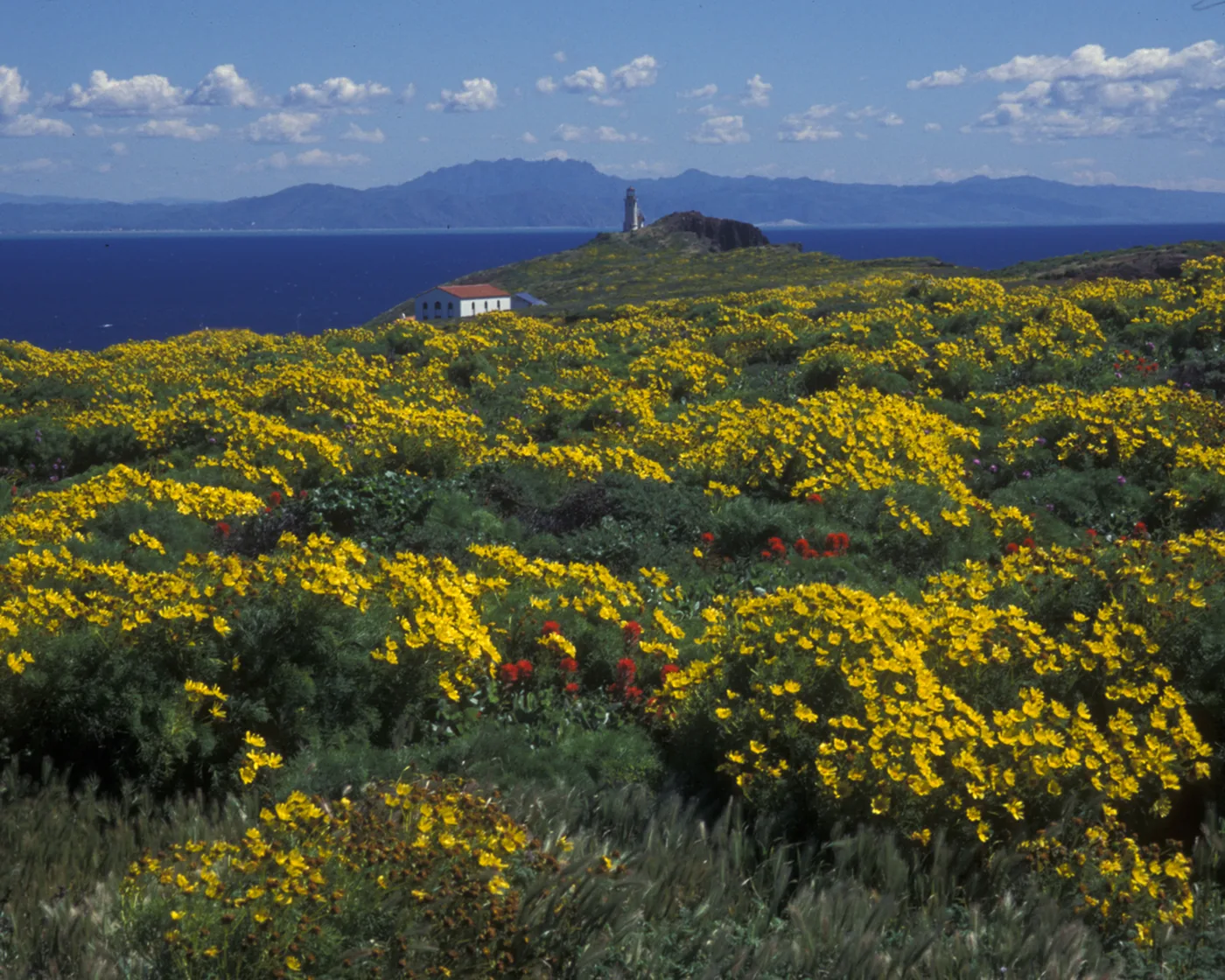 Yellow coreopsis flowers and the lighthouse on Anacapa Island in Channel Islands National Park.