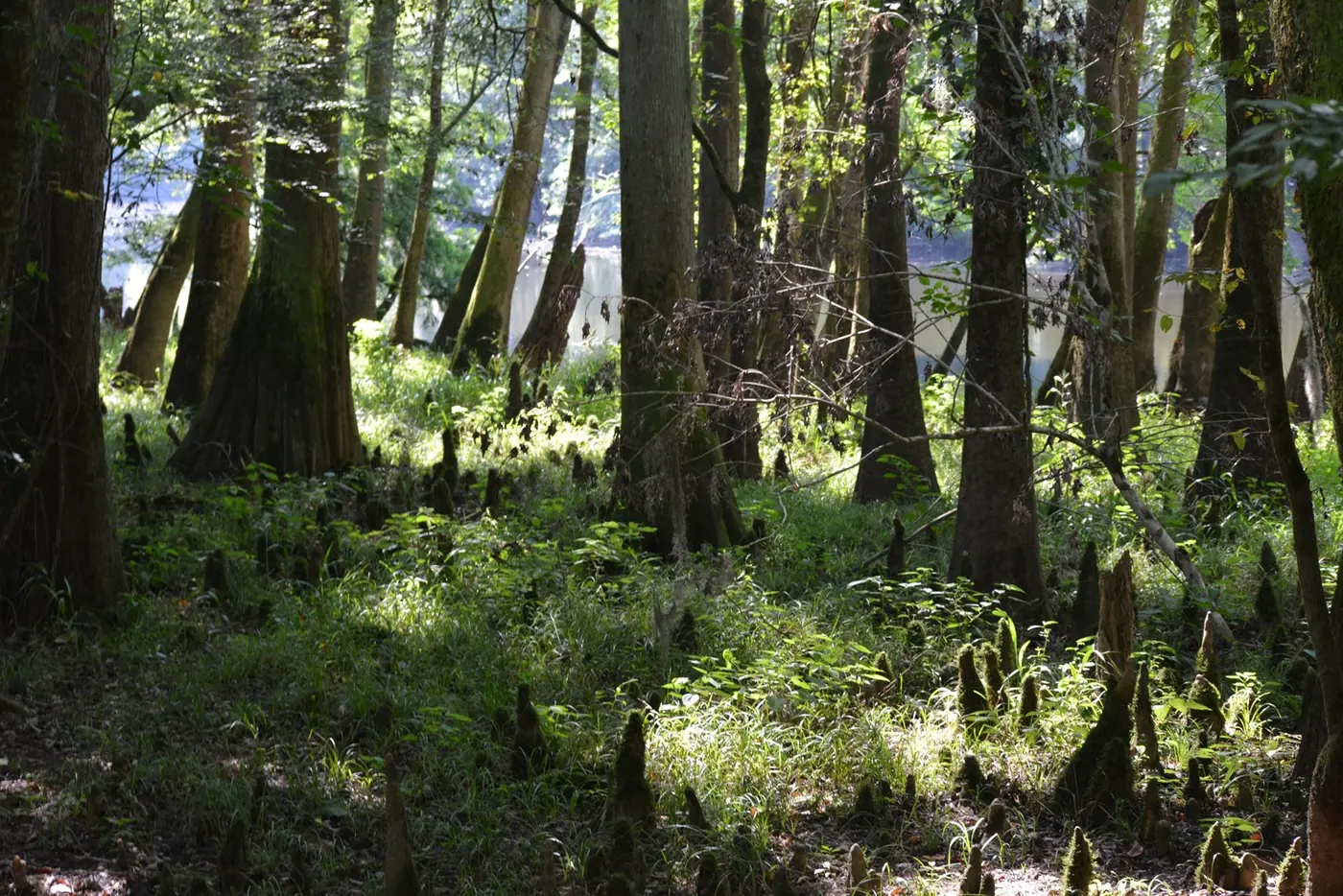 Sunlight filtering through the floodplain forest and cypress knees in Congaree National Park.