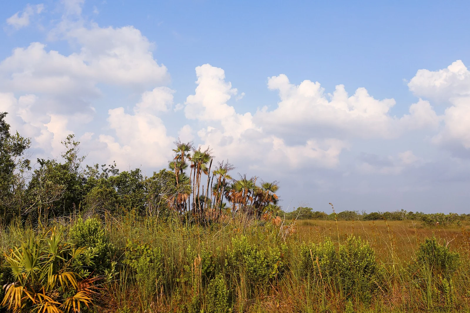 Sawgrass, palms and open sky in Everglades National Park.