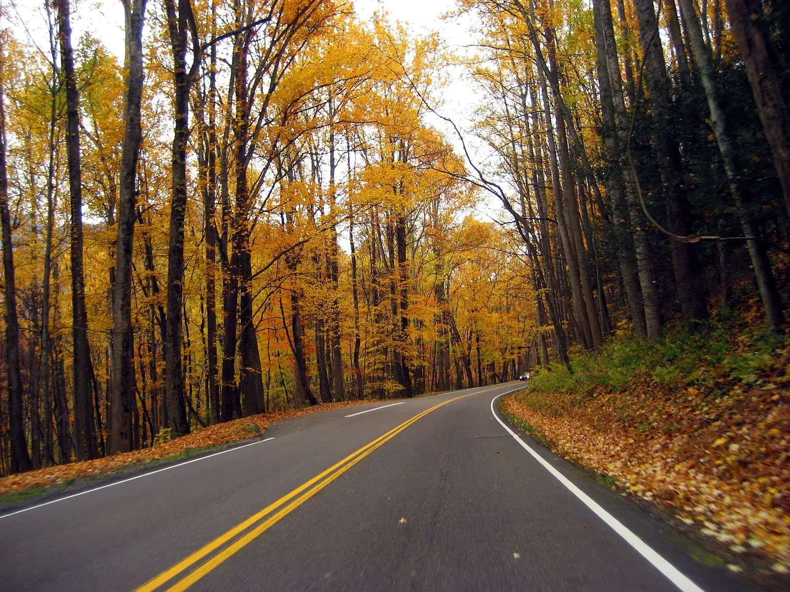 Autumn foliage in Great Smoky Mountains National Park.