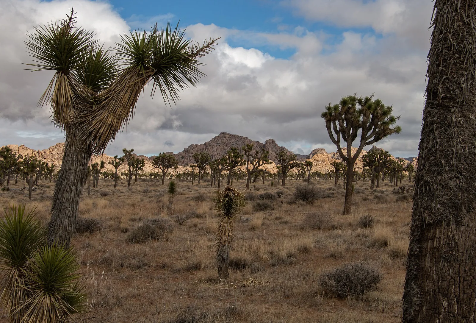 Joshua trees, desert shrubs and boulders under a cloudy sky in Joshua Tree National Park.