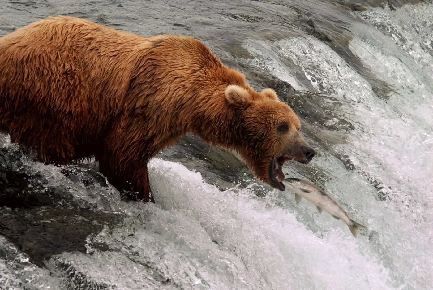 A brown bear catching a leaping salmon at Brooks Falls in Katmai National Park and Preserve.