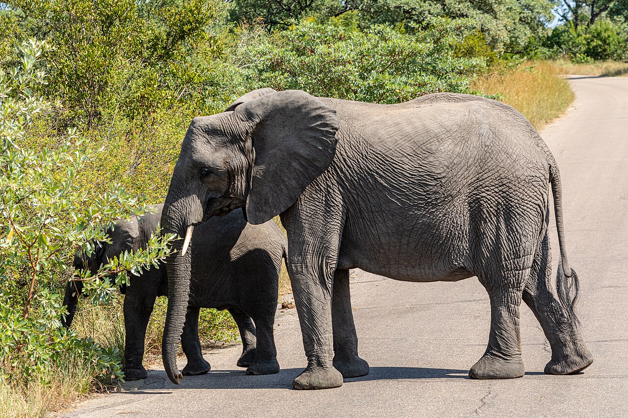 Dois elefantes ao lado de uma estrada no Parque Nacional Kruger, África do Sul.
