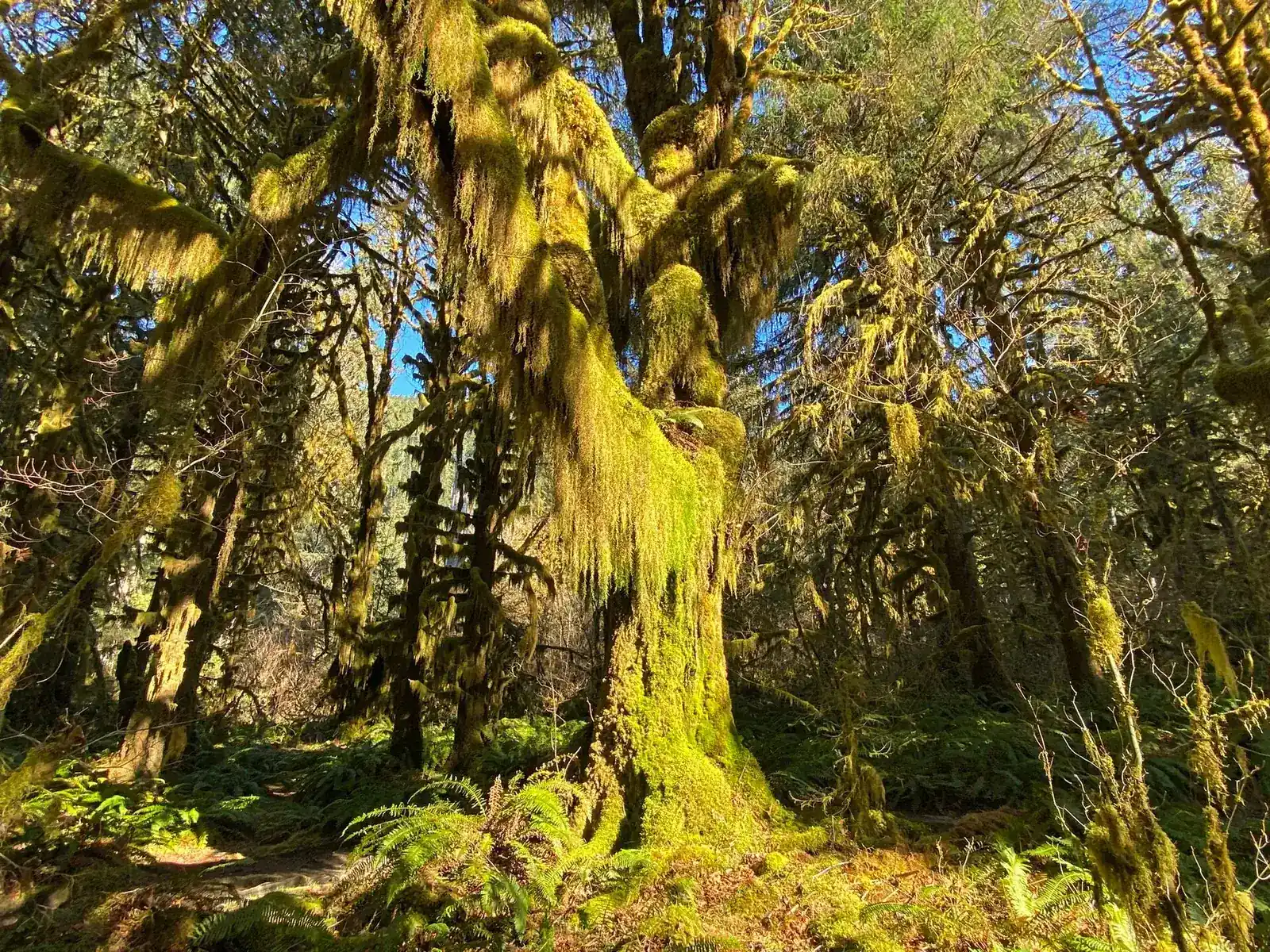 Moss-covered trees and ferns in the Hoh Rain Forest at Olympic National Park.