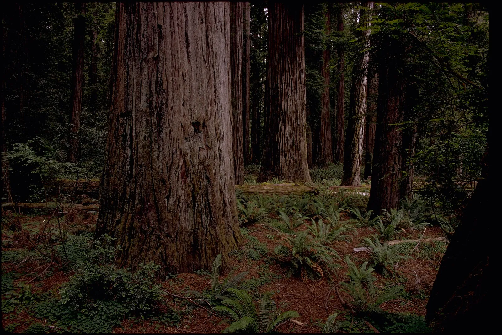 Tall coast redwoods and ferns in Redwood National Park.