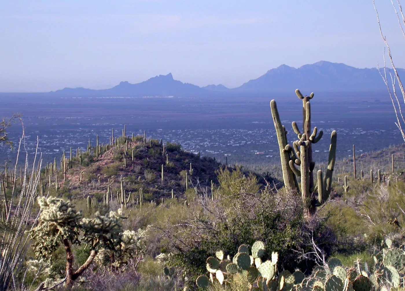 Saguaro cacti covering a rocky desert hillside with mountains in the distance in Saguaro National Park.