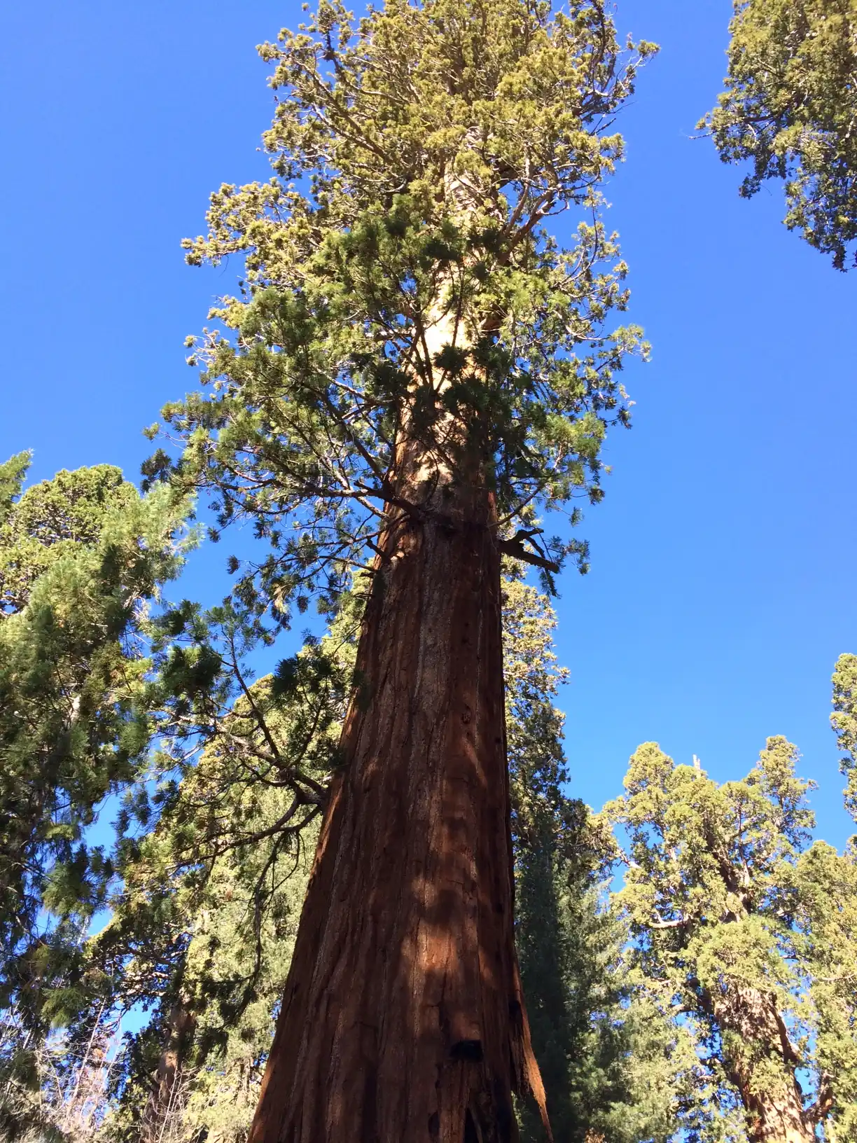 Looking up the massive trunk of the General Sherman Tree in Sequoia National Park.
