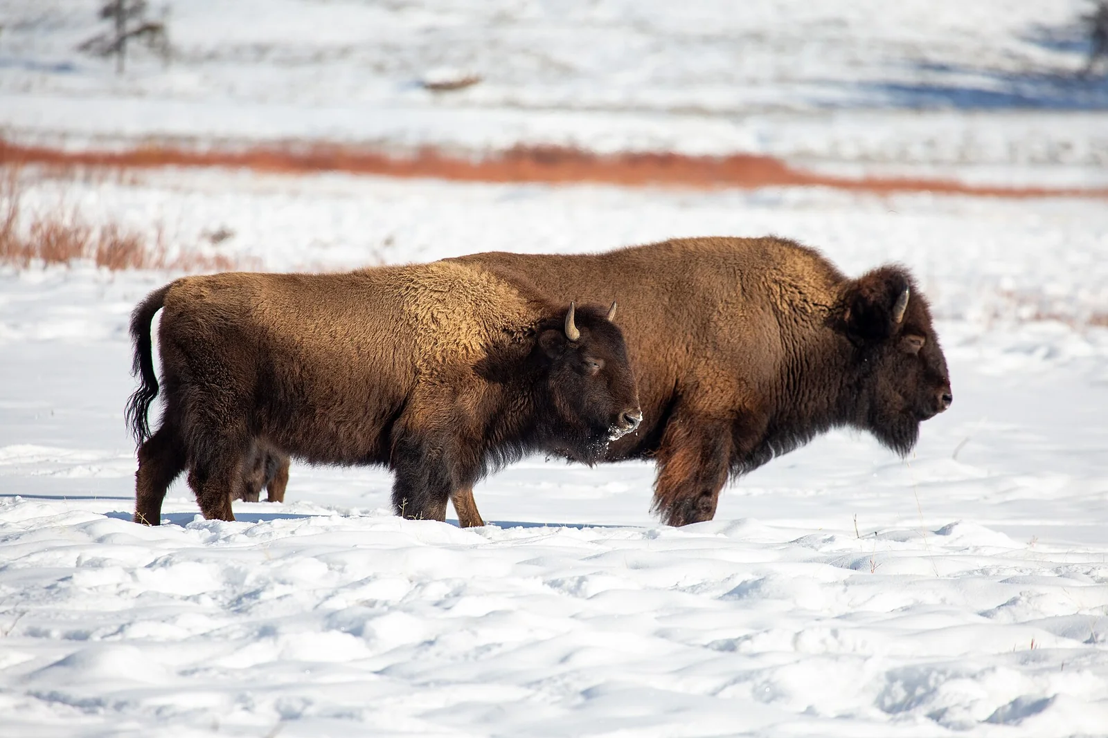 Two bison standing in the snow in Lamar Valley, Yellowstone National Park.